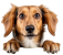 —Pngtree—cute dog face with paws_13029239