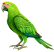 —Pngtree—green parrot full body clipart_13354236