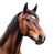 vecteezy_a-detailed-closeup-of-a-horse-head-isolated-against-a_57177765