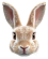 vecteezy_close-up-of-rabbit-s-face-with-large-ears-and-expressive-eyes_55079417