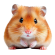 vecteezy_cute-hamster-with-fur-and-an-adorable-round-face_57462287