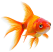 vecteezy_this-vibrant-orange-goldfish-glides-effortlessly-in-a-clear_55533830